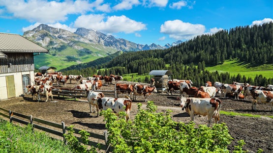 Randonnée dans les Alpes