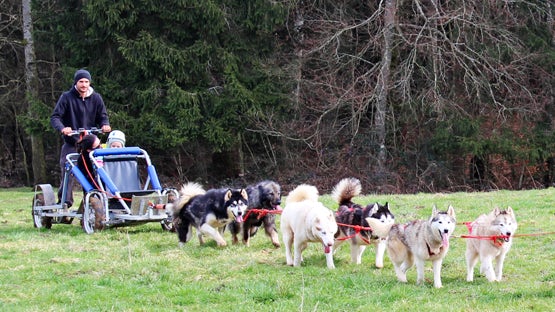 Chiens de traîneau en été