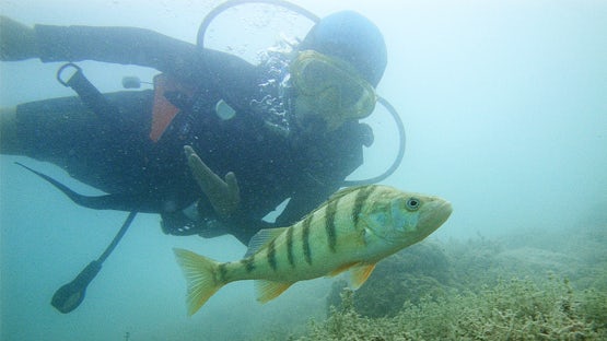 Baptême de plongée au Lac d'Annecy