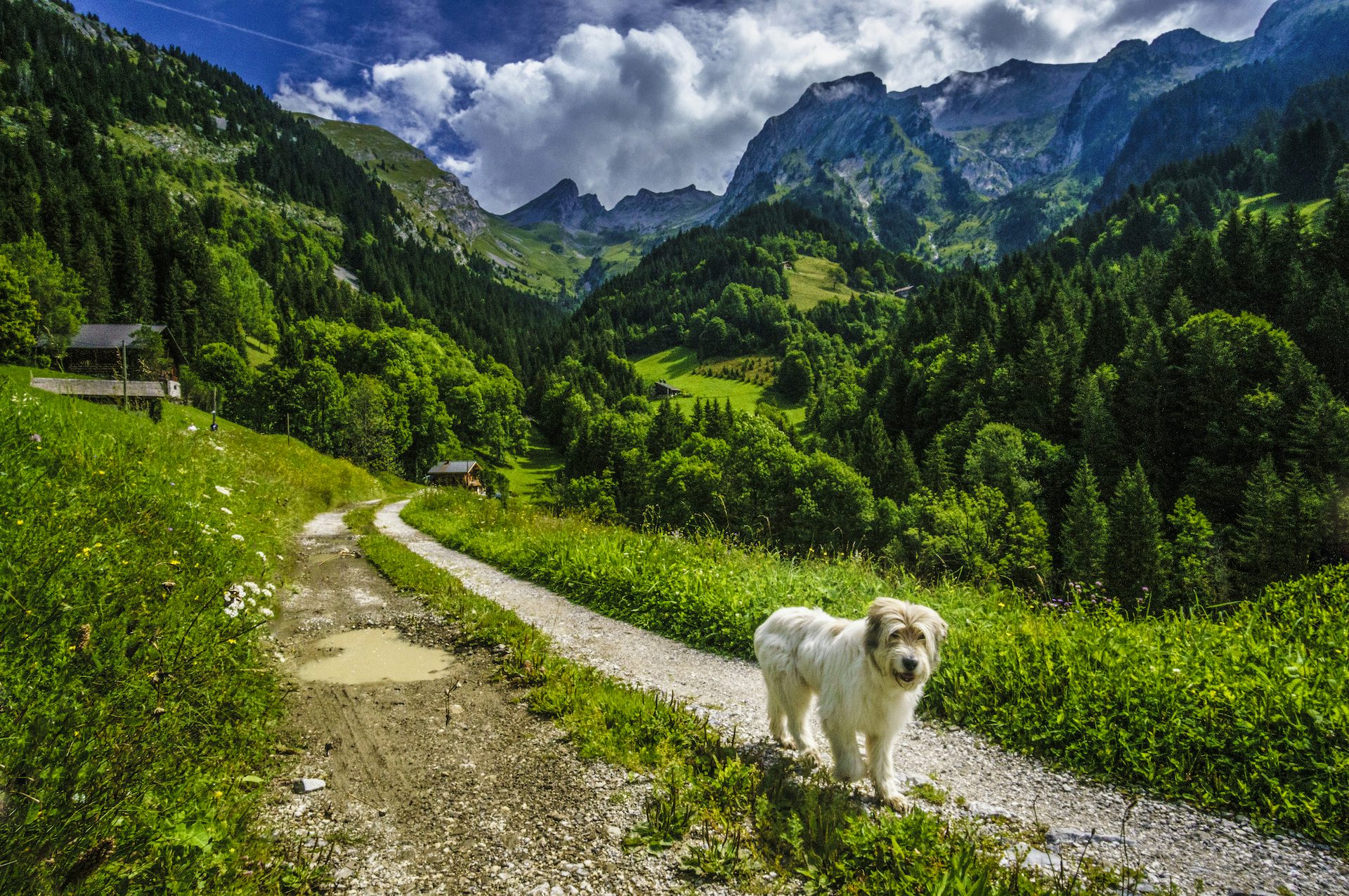 randonnée chien montagnes